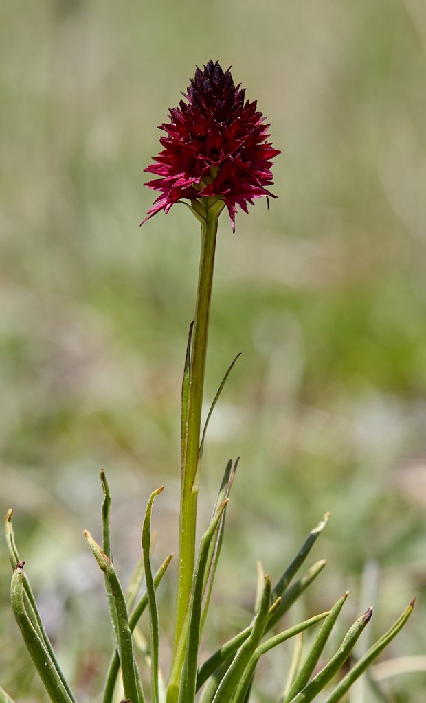 Nigritella rhellicani (Black Vanilla Orchid)