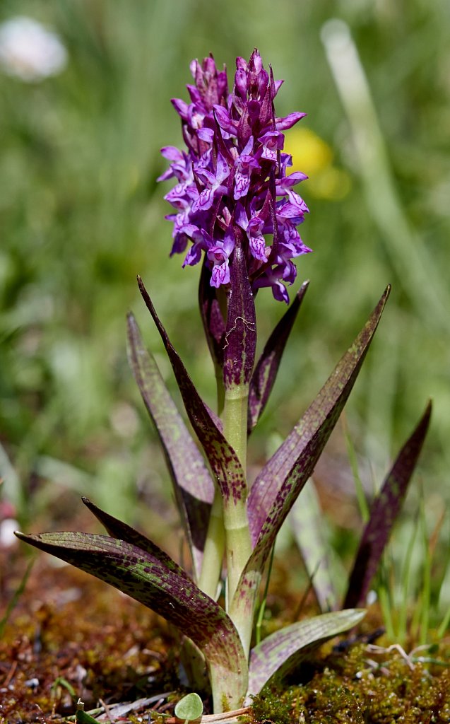 Dactylorhiza cruenta (Early Marsh Orchid)