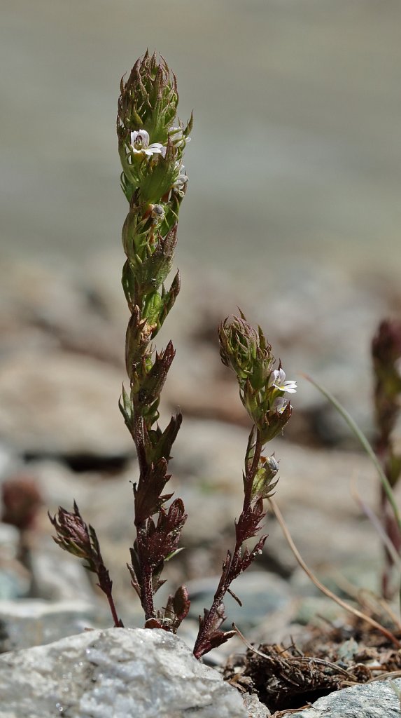 Euphrasia salisburgensis (Eyebright-of-Salzburg)