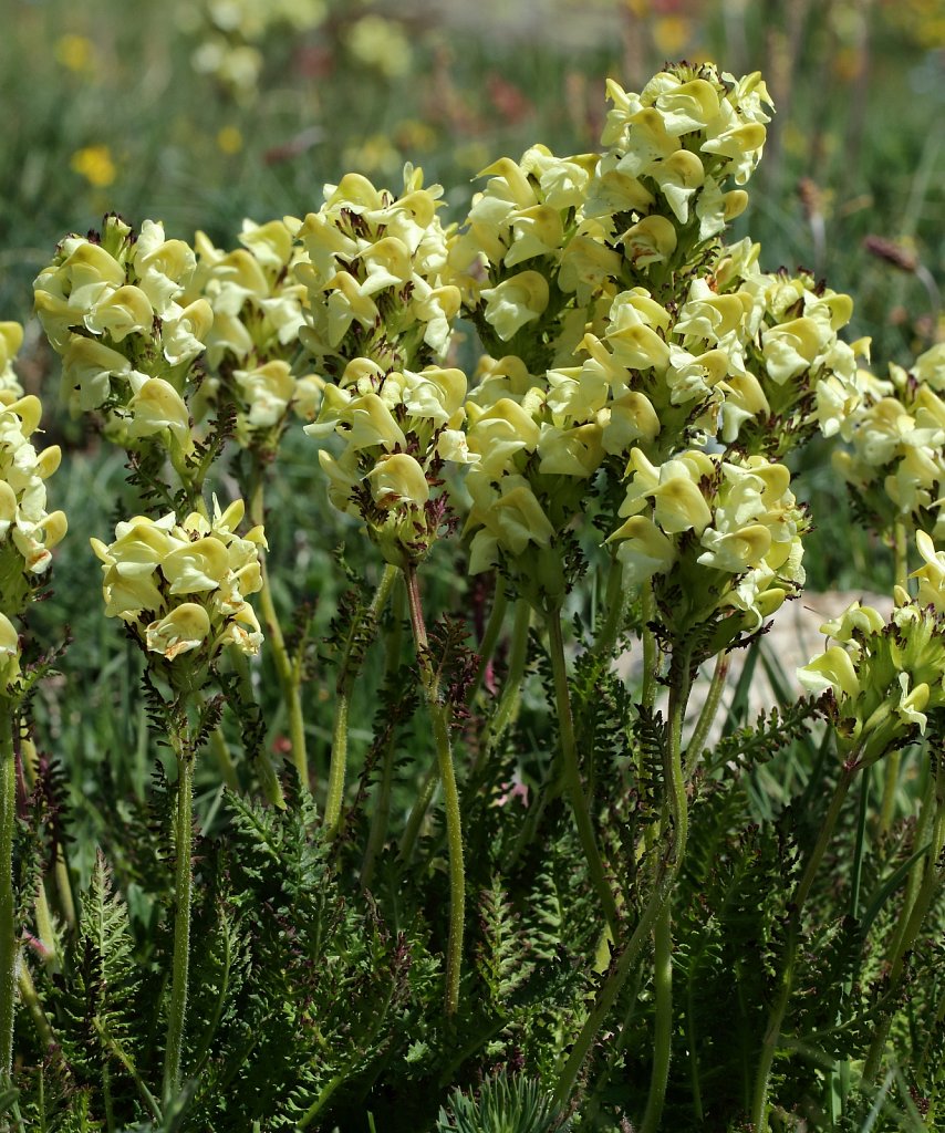 Pedicularis tuberosa (Tuberous Lousewort)