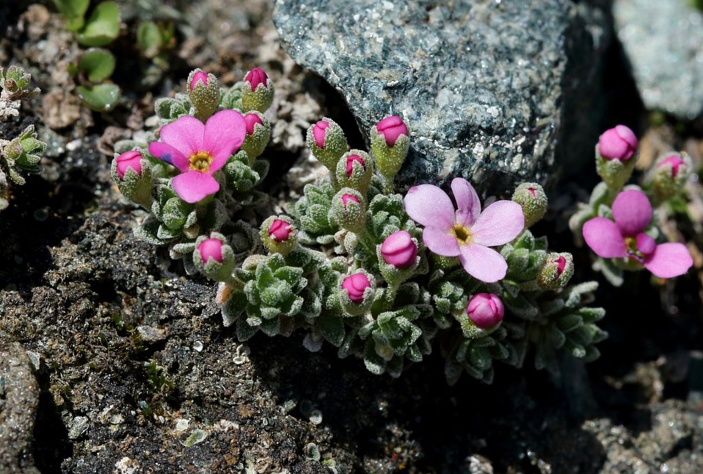 Androsace alpina (Alpine Rock-jasmine)