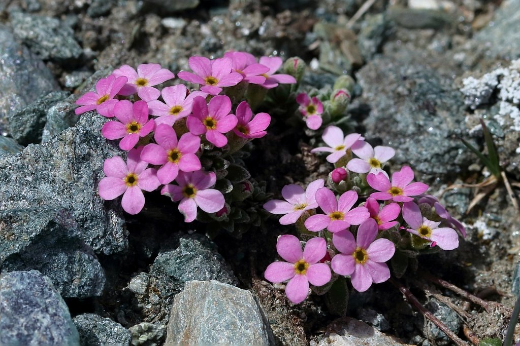 Androsace alpina (Alpine Rock-jasmine)