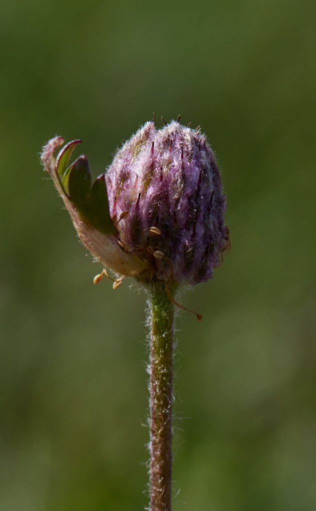 Anemone baldensis ((Mt. Baldo Anemone)