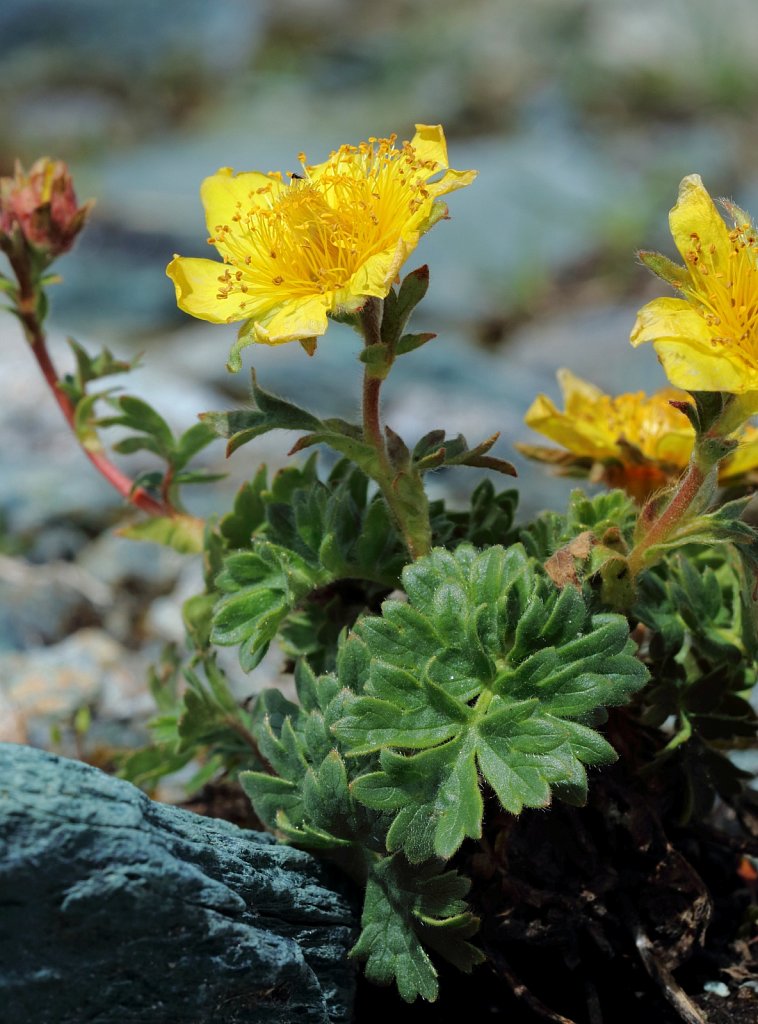 Geum reptans (Creeping Avens)