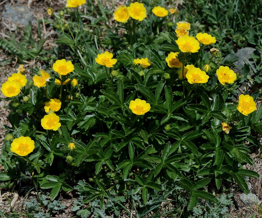 Potentilla aurea (Golden Cinquefoil)