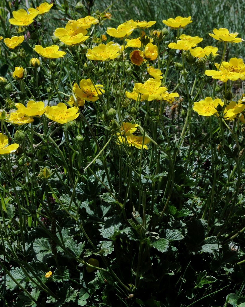 Potentilla grandiflora (Large-flowered Cinquefoil)