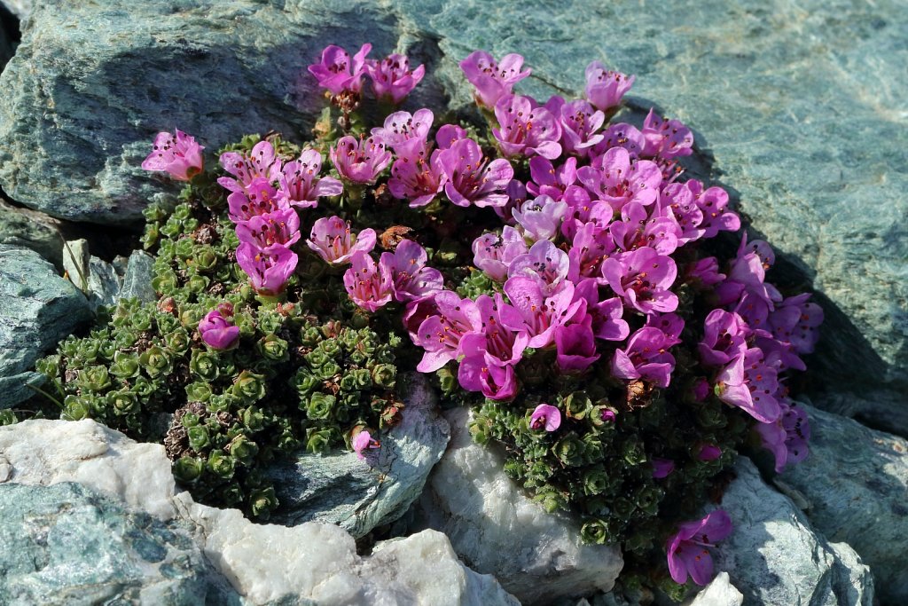 Saxifraga oppositifolia (Purple Saxifrage)