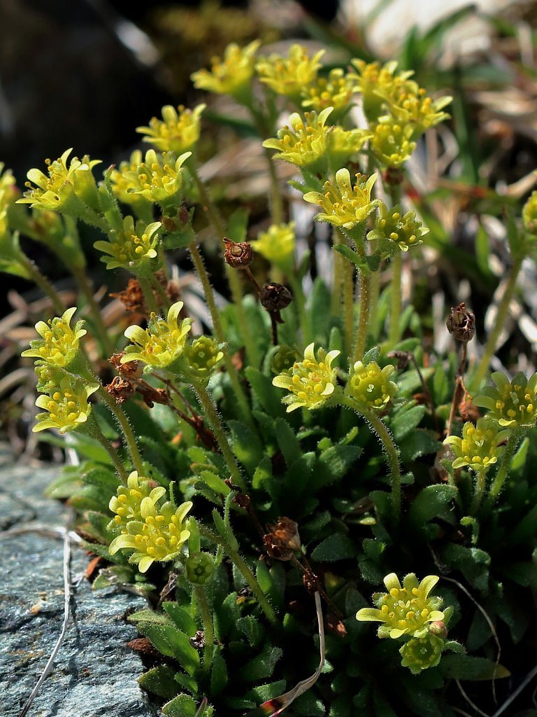 Saxifraga seguieri (Seguier's Saxifrage)