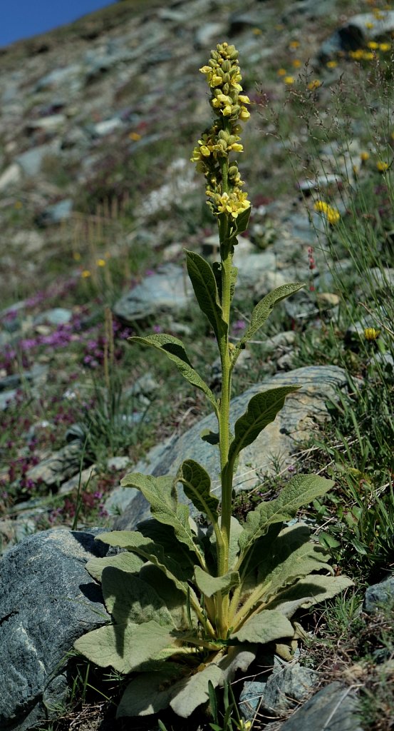 Verbascum thapsus ssp montanum (Great Mullein)