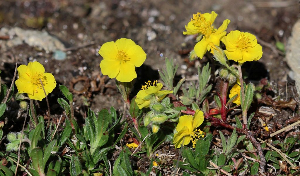 Helianthemum alpestre (Alpine Rock-rose)