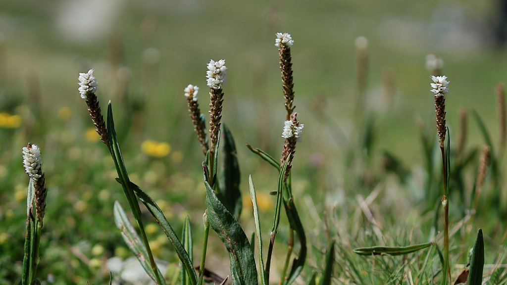 Polygonum viviparum (Alpine Bistort)