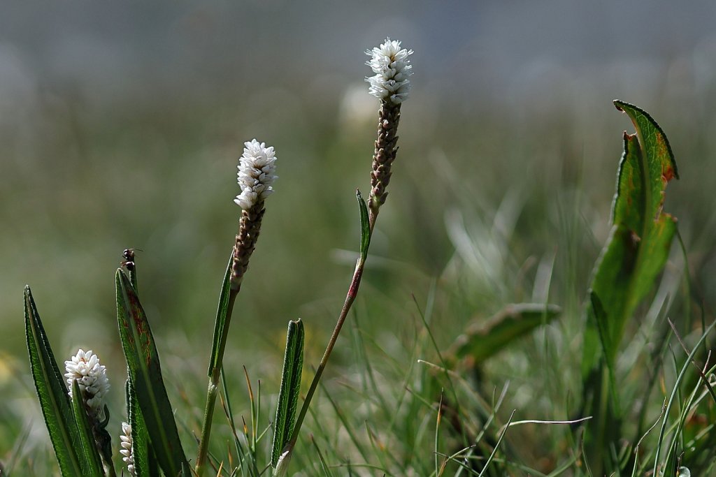 Polygonum viviparum (Alpine Bistort)