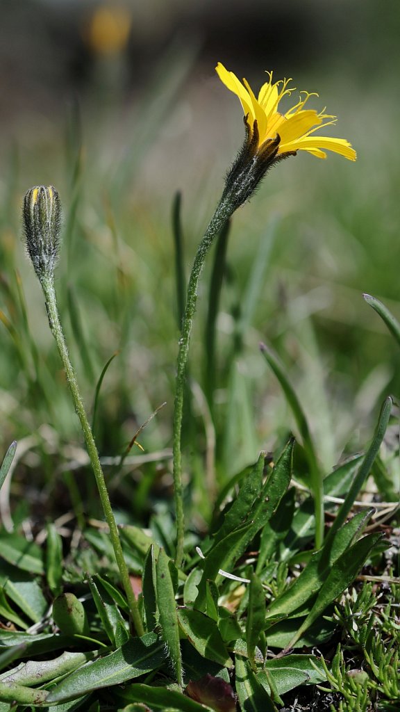 Leontodon helveticus (Swiss Hawkbit)