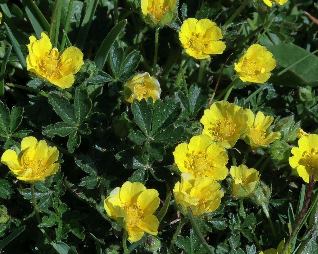 Potentilla crantzii (Alpine Cinquefoil)