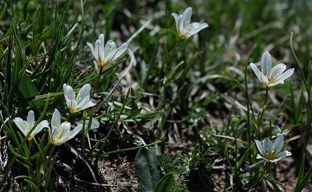 Lloydia serotina (Snowdon Lily)