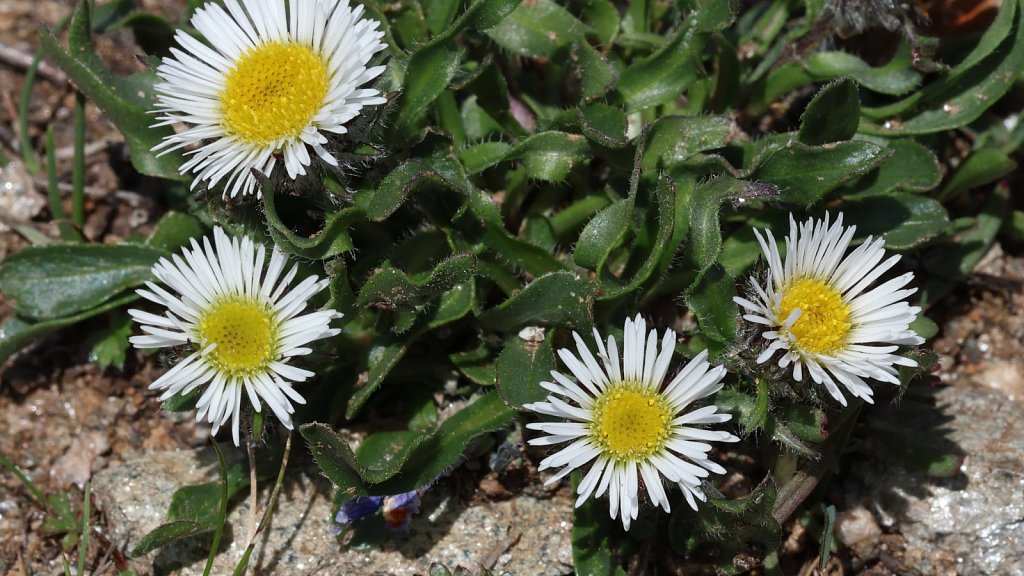 Erigeron uniflorus (One-flowered Fleabane)