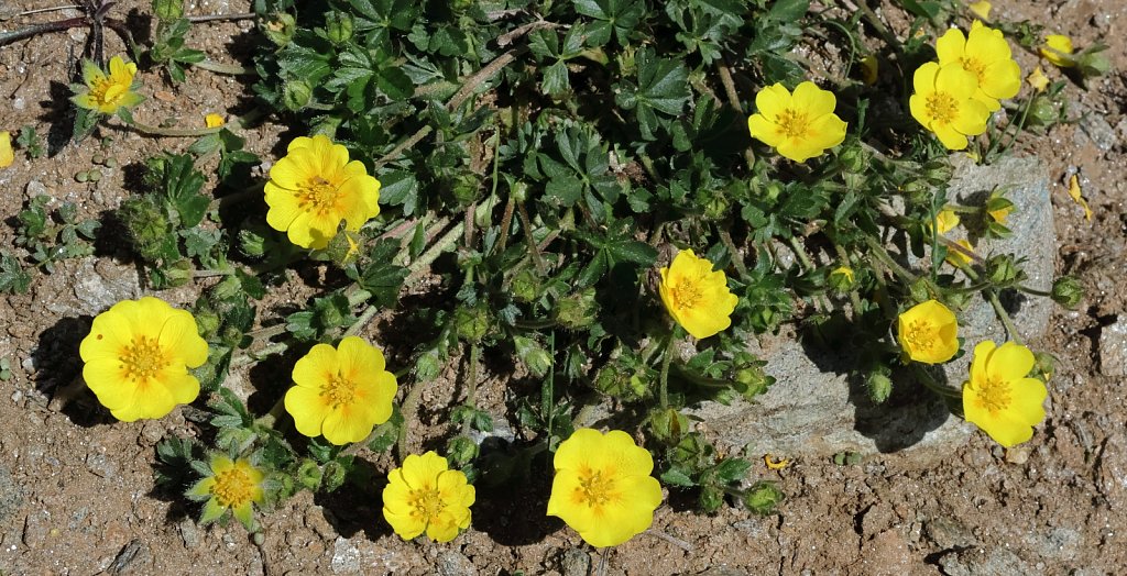 Potentilla crantzii (Alpine Cinquefoil)