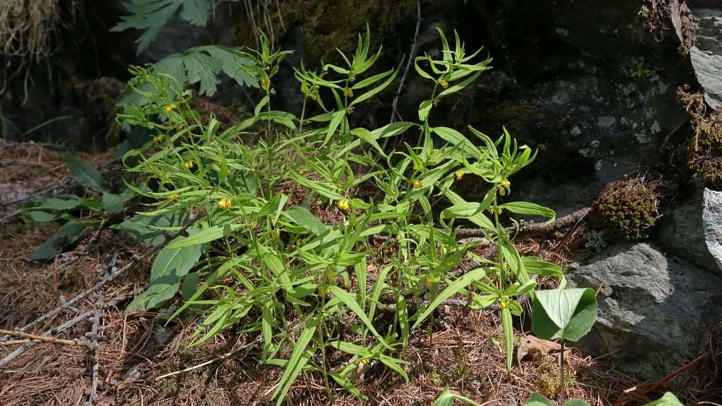 Melampyrum sylvaticum (Small Cow-wheat)