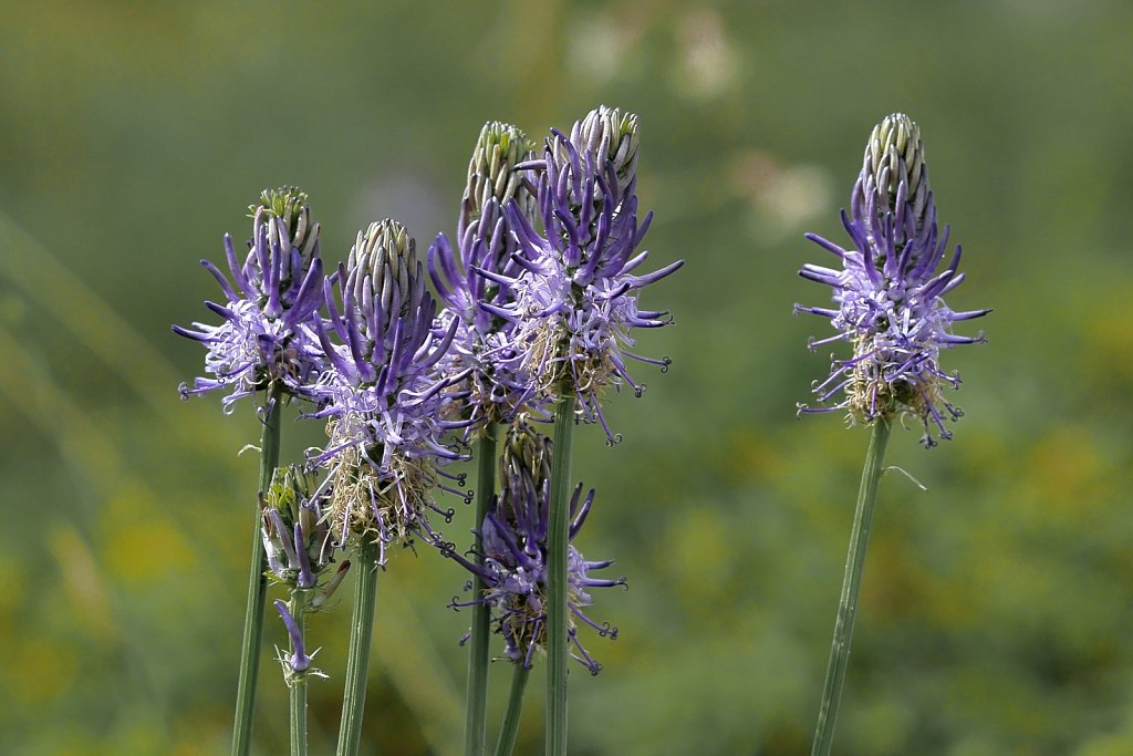 Phyteuma betonicifolium (Betony-leaved Rampion)