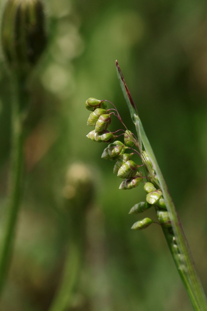 Briza media (Common Quaking-grass)