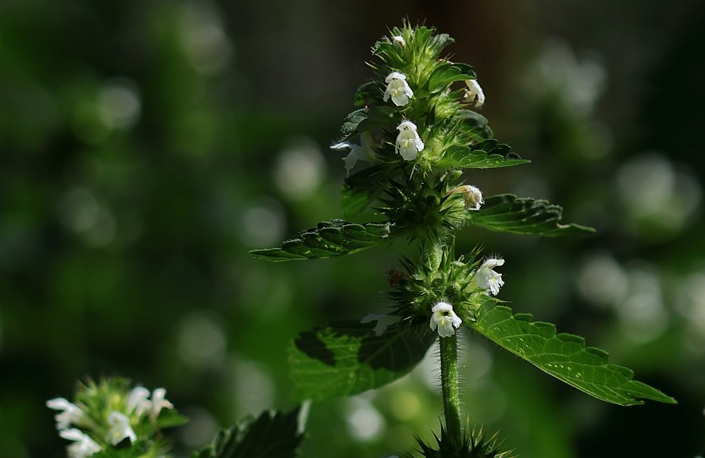 Galeopsis tetrahit (Common Hemp-nettle)