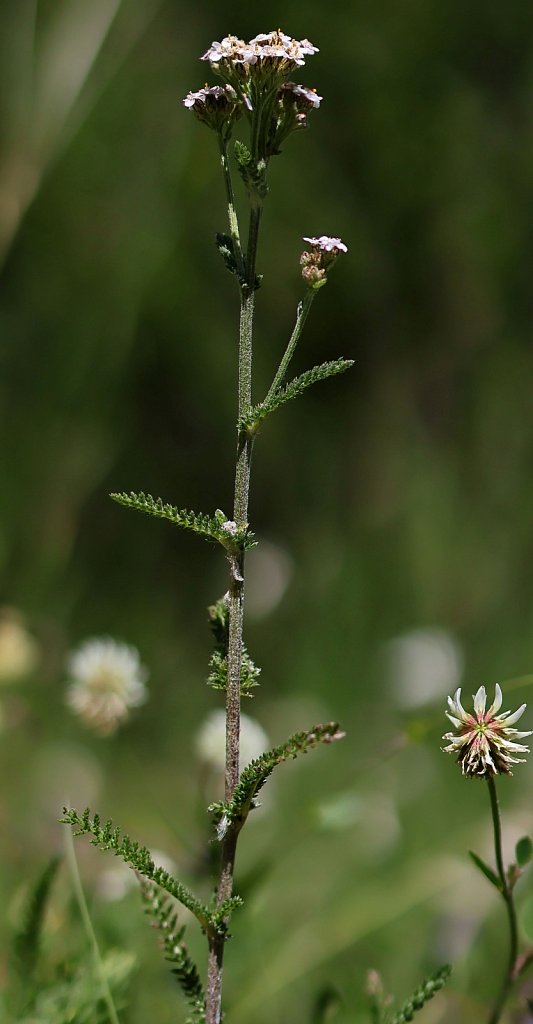 Achillea millefolium agg. (Yarrow) 