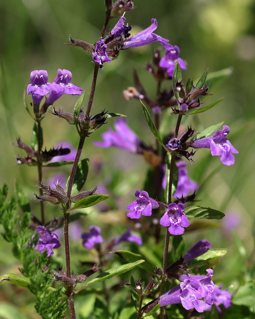 Acinos alpinus (Alpine Calamint)