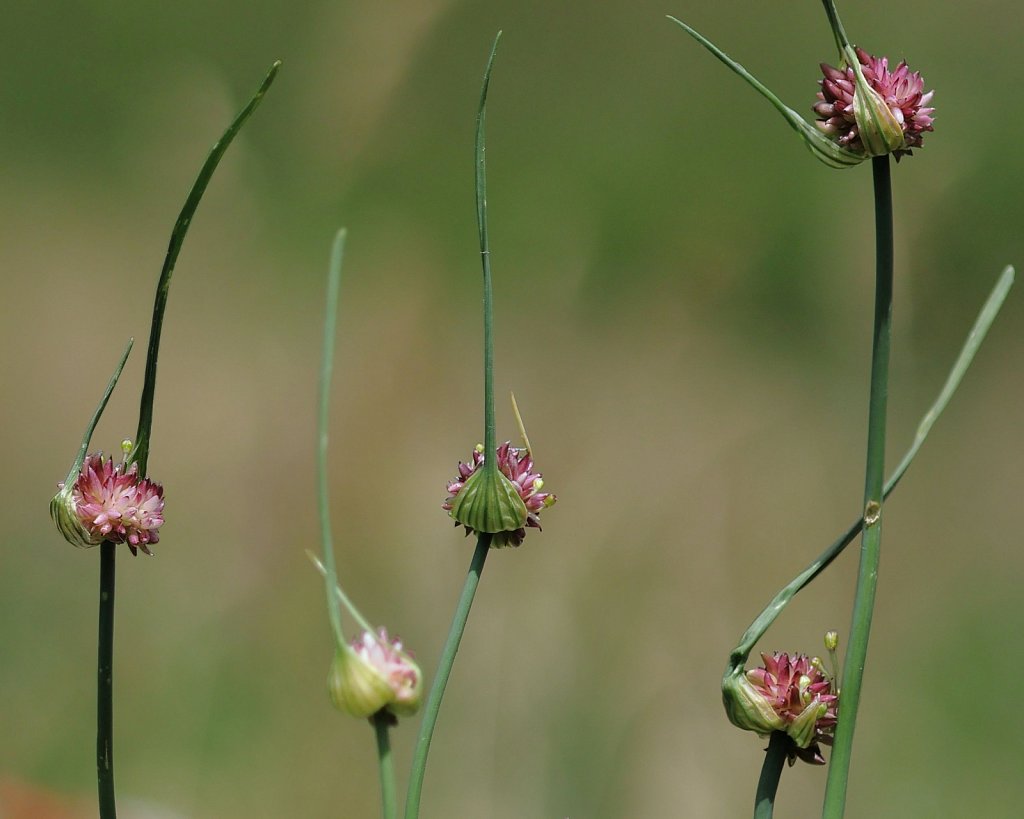 Allium oleraceum (Field Garlic)