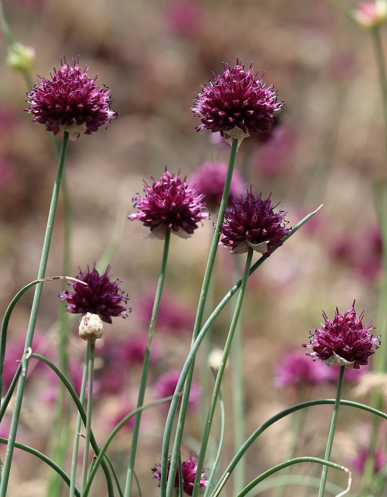 Allium sphaerocephalon (Round-headed Leek)
