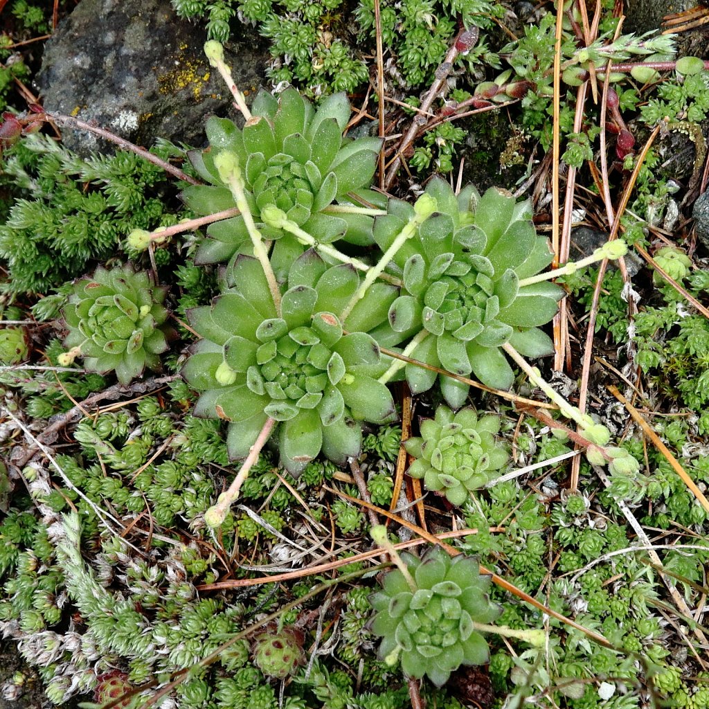 Sempervivum montanum (Mountain House-leek)