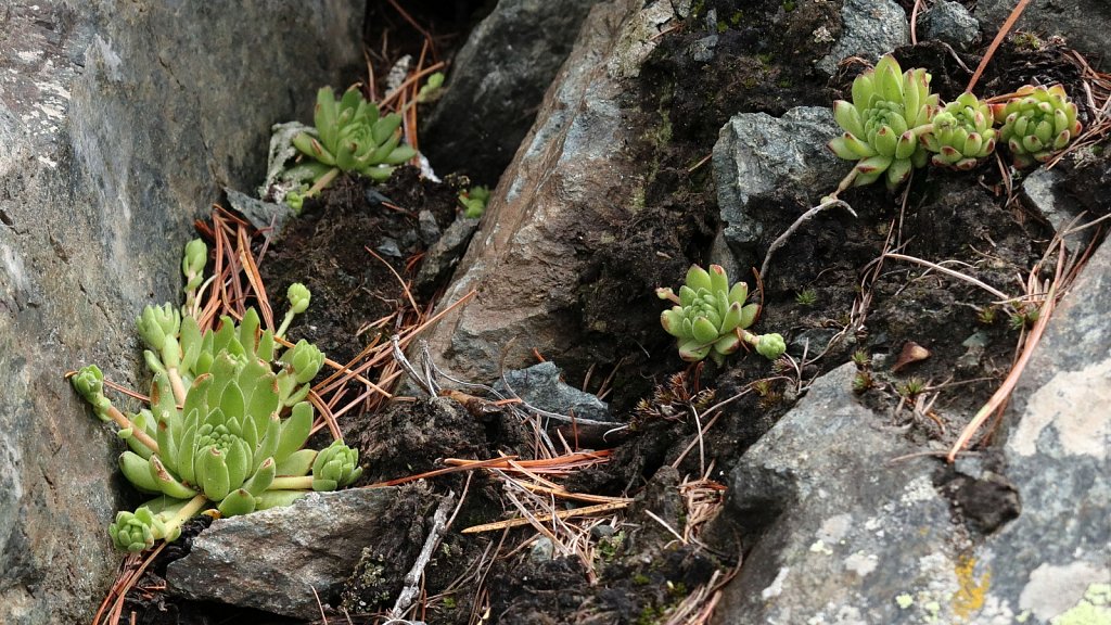 Sempervivum montanum (Mountain House-leek)