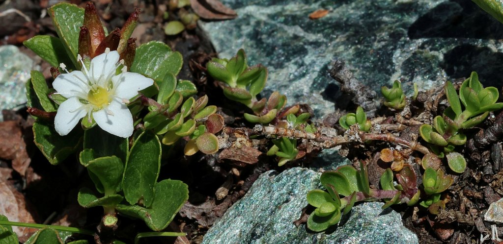 Arenaria biflora (Two-flowered Sandwort)