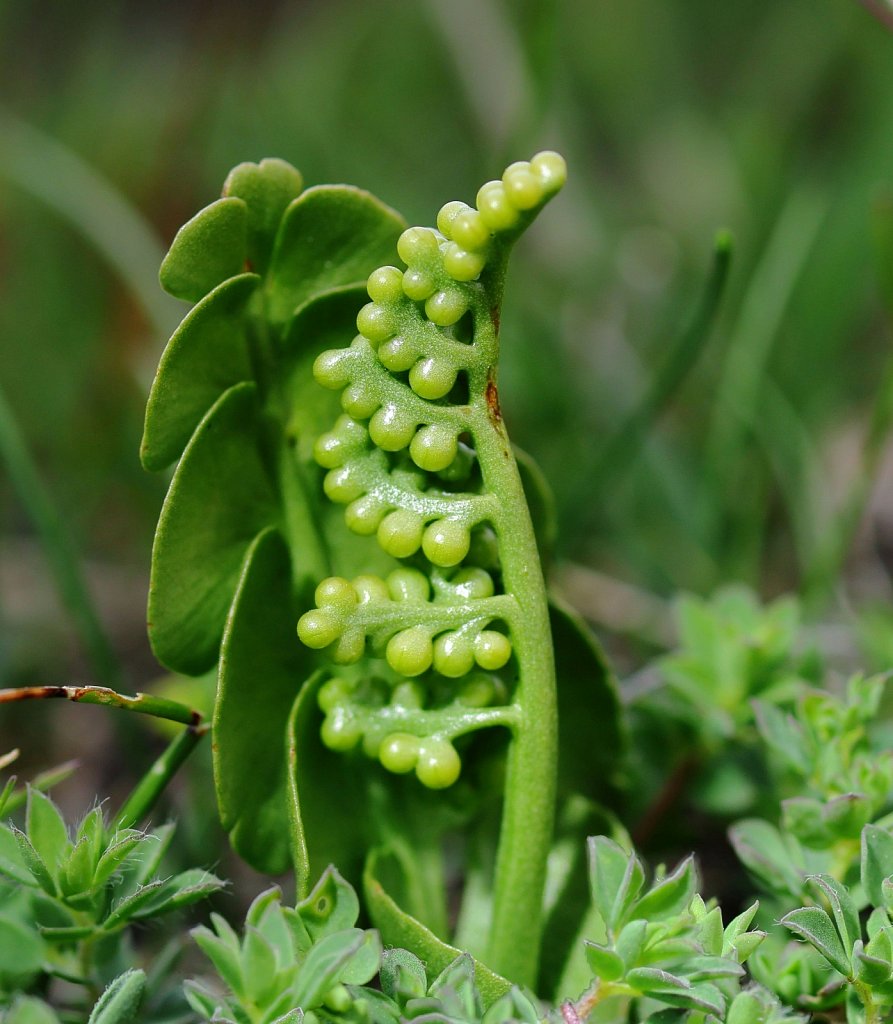 Botrychium lunaria (Moonwort)