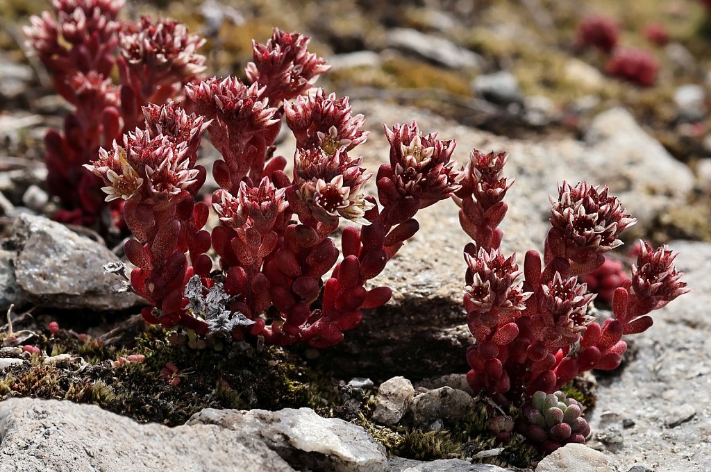 Sedum atratum (Dark Stonecrop)