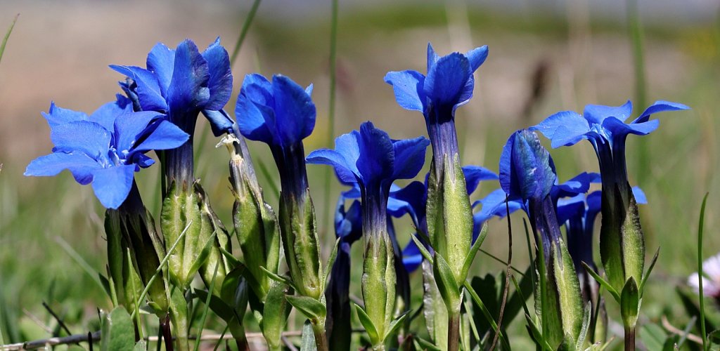 Gentiana verna (Spring Gentian)
