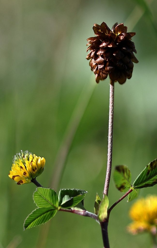 Trifolium badium (Brown Clover)