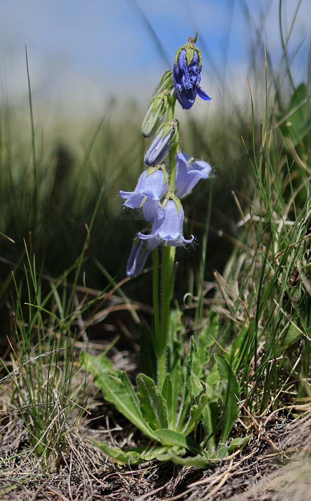 Campanula barbata (Bearded Bellflower)