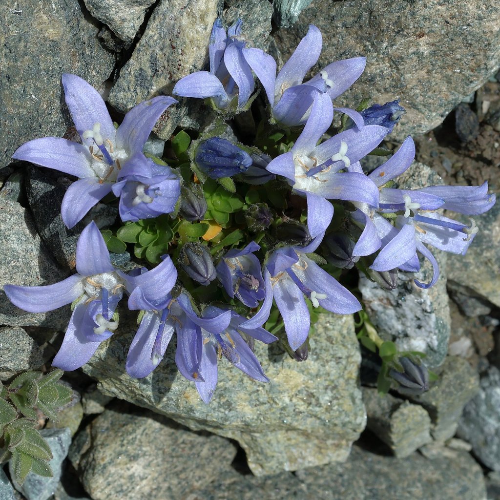 Campanula cenisia (Mount Cenis Bellflower)