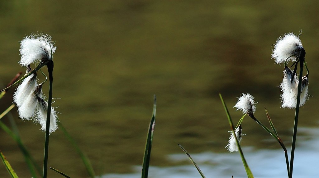 Eriophorum angustifolium (Common Cottongrass)