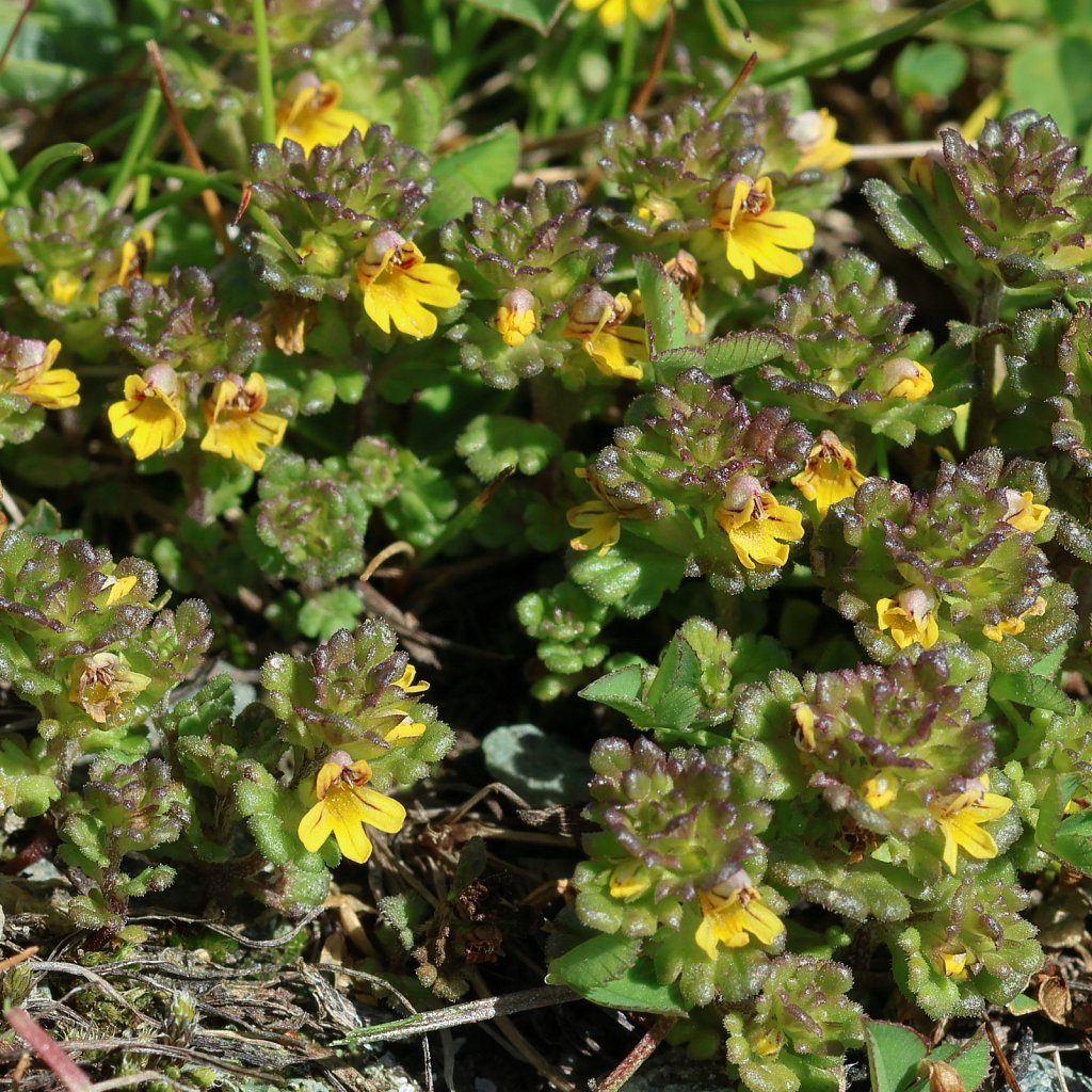 Euphrasia minima (Dwarf Eyebright)