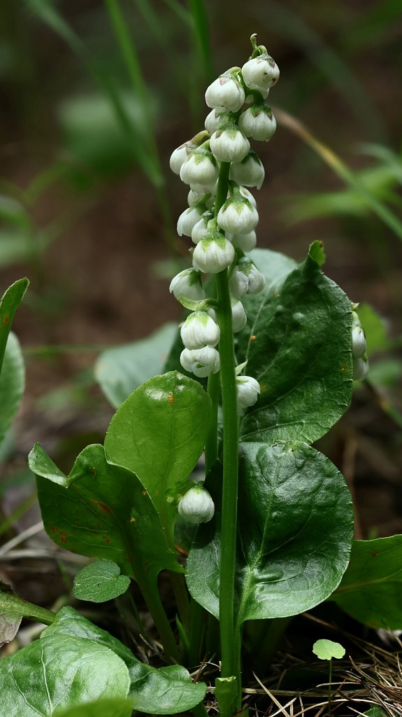 Pyrola minor (Common WIntergreen)