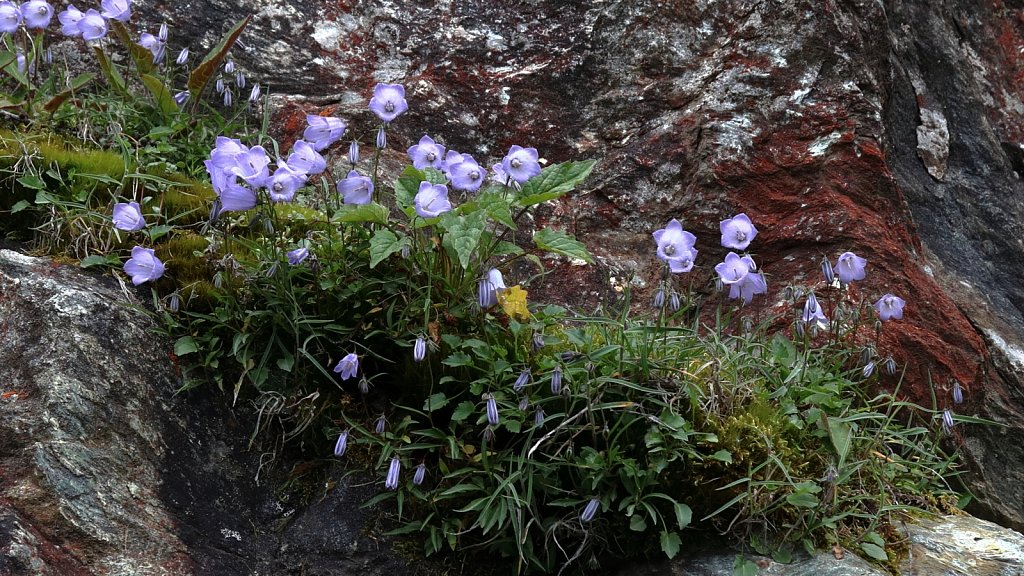Campanula cochleariifolia (Small Belflower)