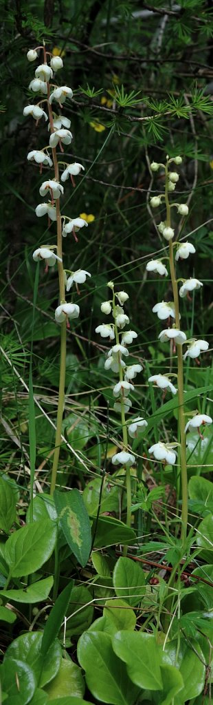 Pyrola rotundifolia (Round-leaved Wintergreen)