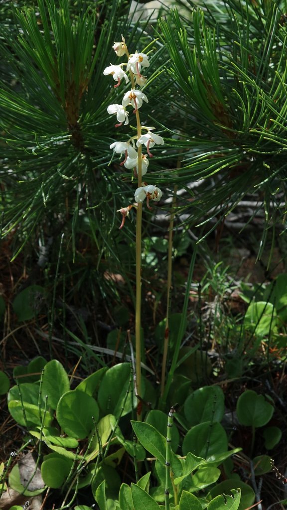 Pyrola rotundifolia (Round-leaved Wintergreen)