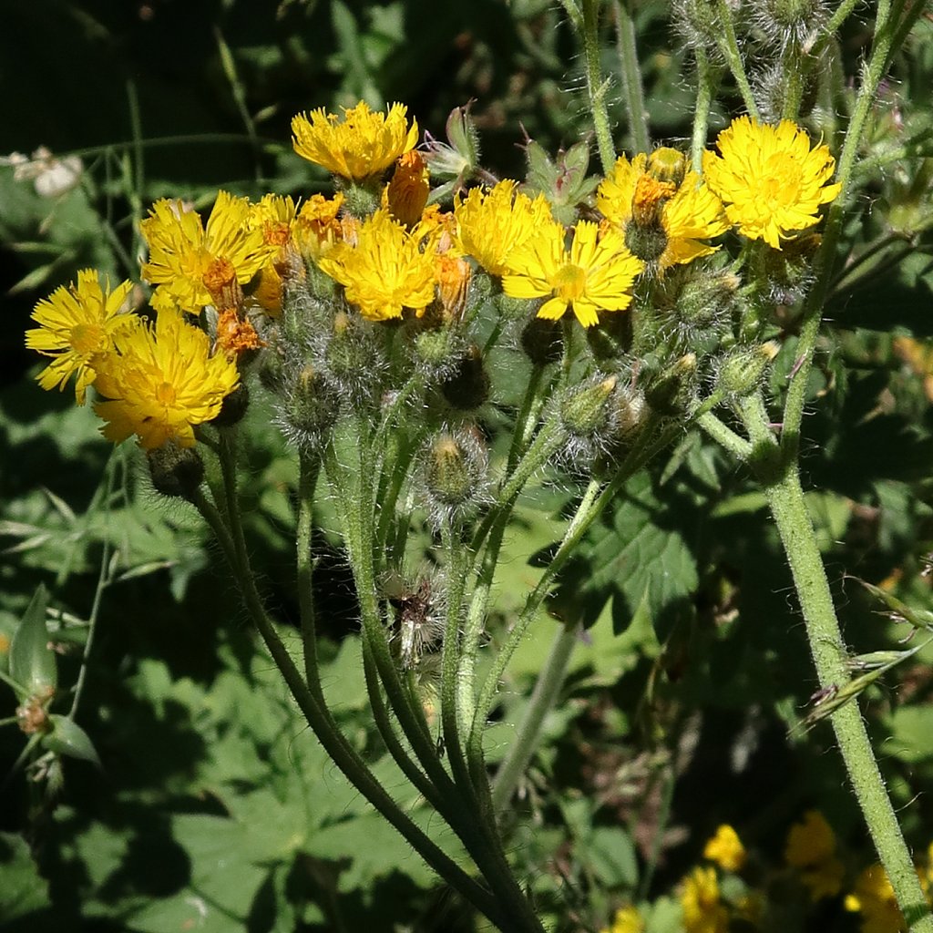 Hieracium cymosum (Cymose Hawkweed)
