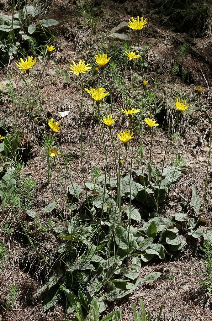 Hieracium pictum (Epervière mouchetée)