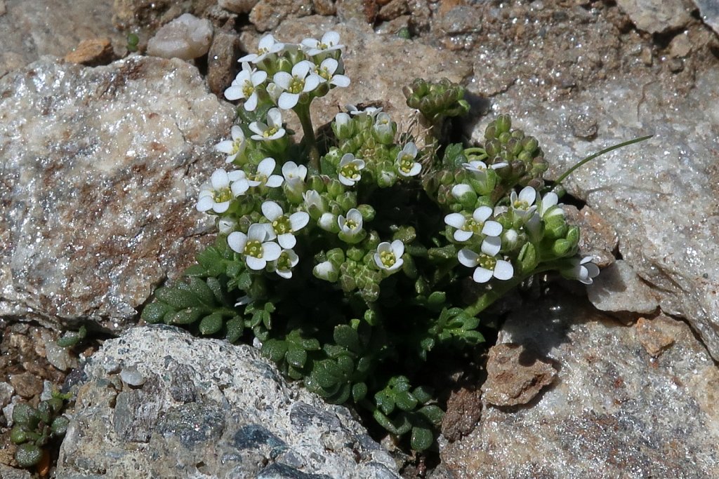 Pritzelago alpina ssp brevicaulis (Alpine Hutchinsia)