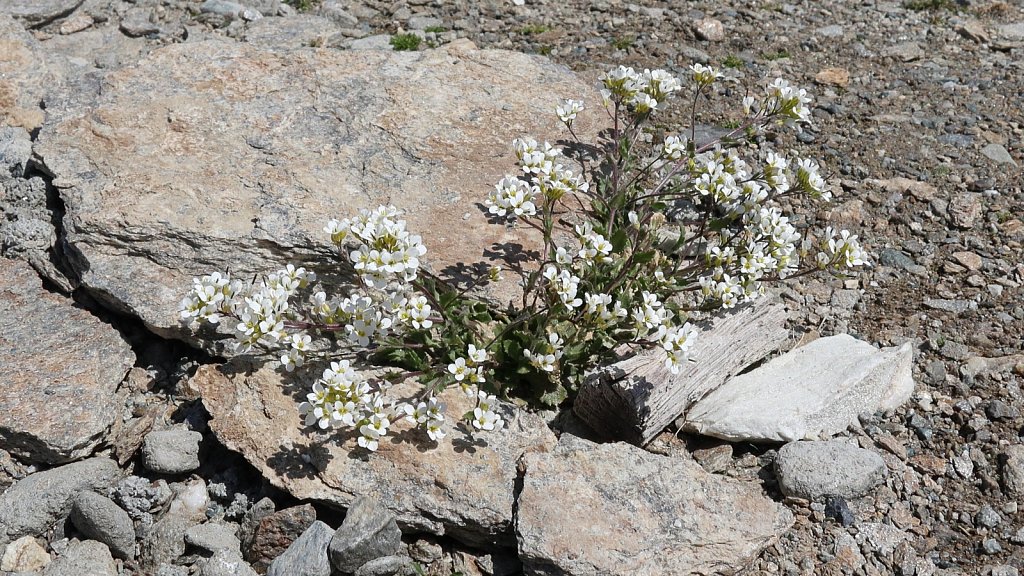 Arabis alpina (Alpine Rock-cress)