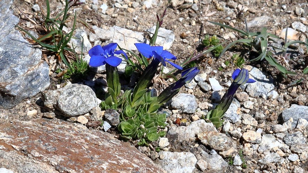 Gentiana schleicheri (Schleicher's Gentian)