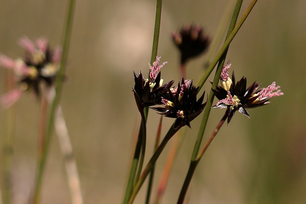 Juncaceae (Rushes) - The Alpine Flora of Zermatt, Switzerland